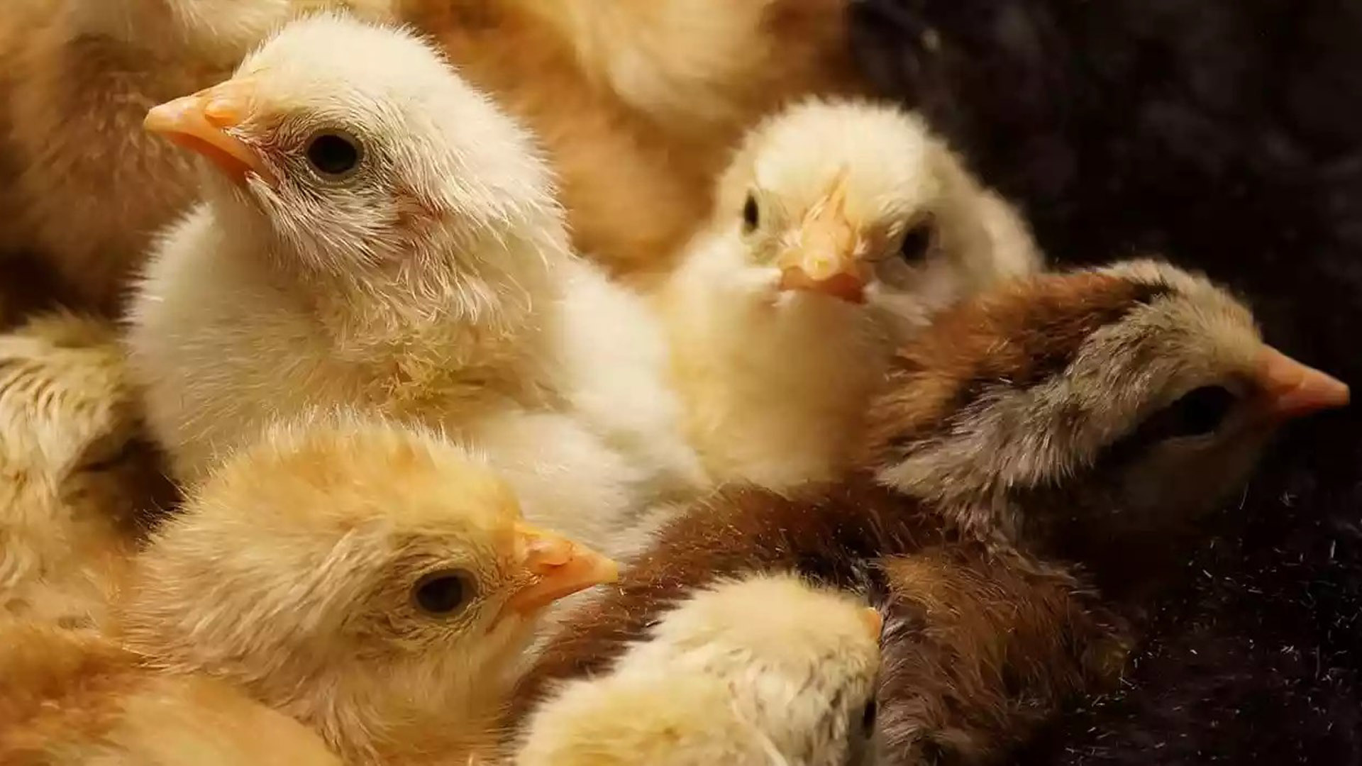 baby-chickens