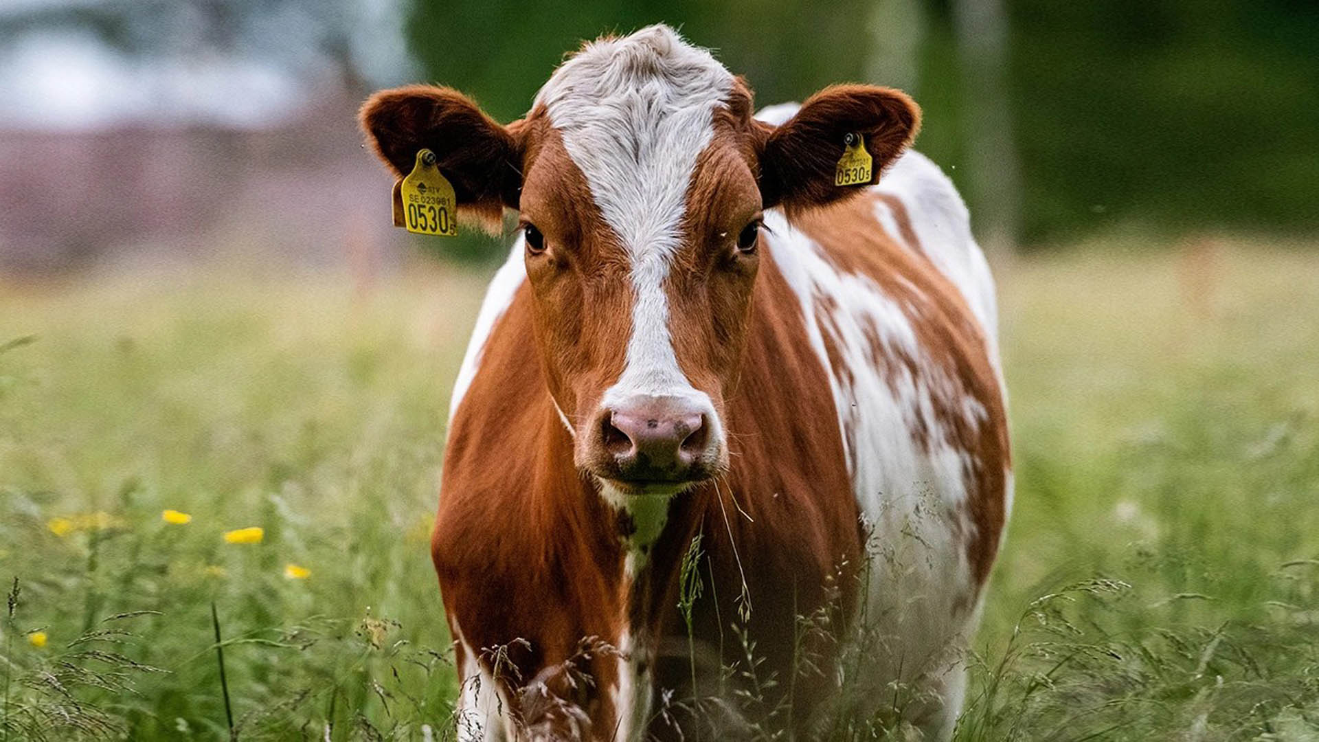 cow