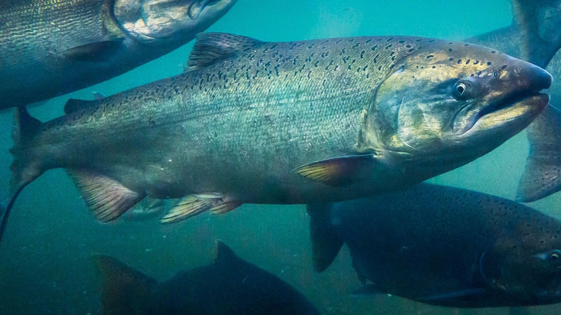 fish