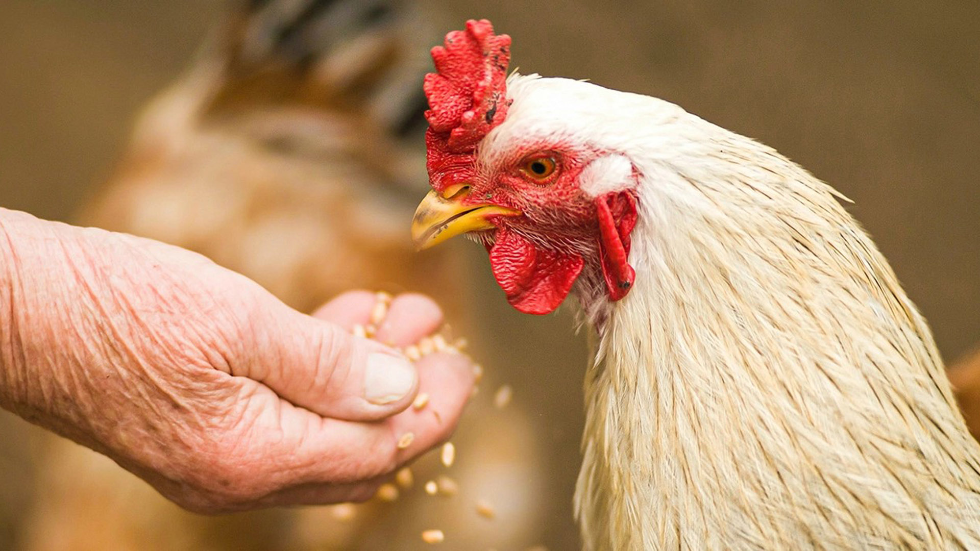 mature-chicken